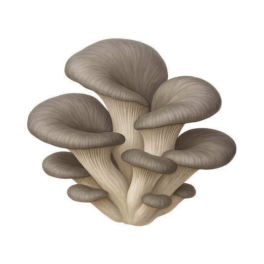 Pearl / Gray Oyster Mushroom Grain Spawn (1 lb)