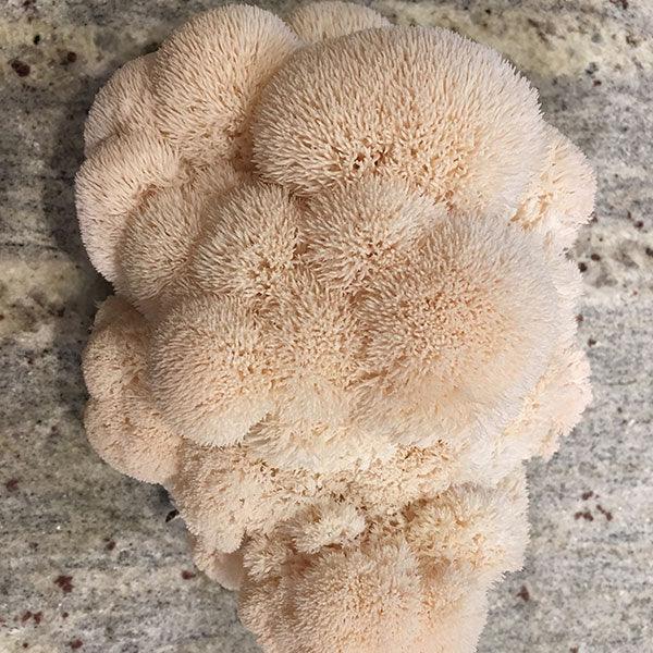 Mycomatrix Lions Mane Adaptogenic Mushroom Extract - Shroomability