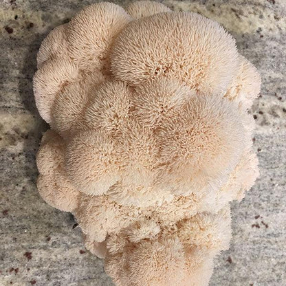 Mycomatrix Lions Mane Adaptogenic Mushroom Extract - Shroomability