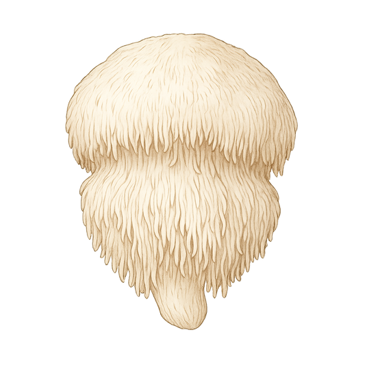 Lions Mane Grain Spawn (1 lb)