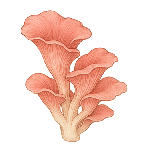 Pink Oyster Mushroom Grain Spawn (1 lb)