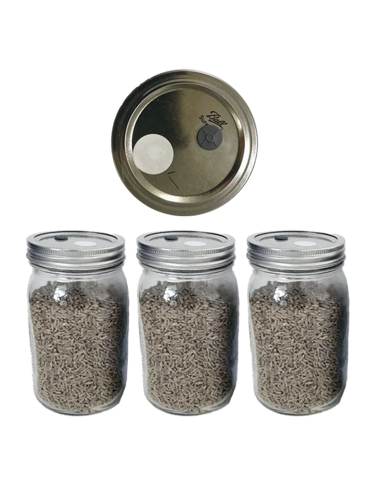 3 Organic Rye Berry Spawn Jars - Shroomability