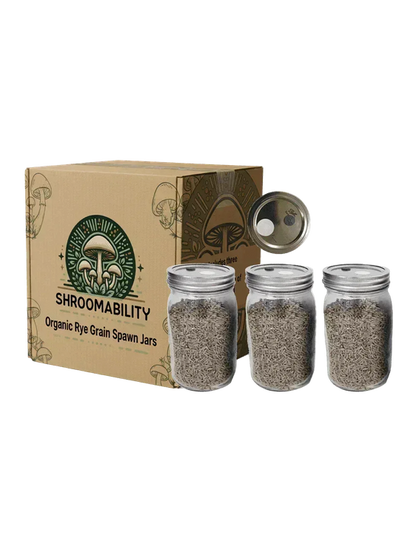 3 Organic Rye Berry Spawn Jars - Shroomability