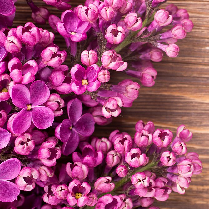 Lilac Oil - 1/2 fl oz