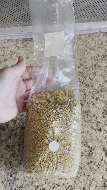 Video of our Millet mushroom substrate bag