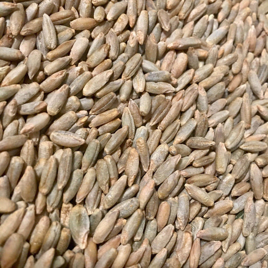 Organic Rye Berries (5 pounds)